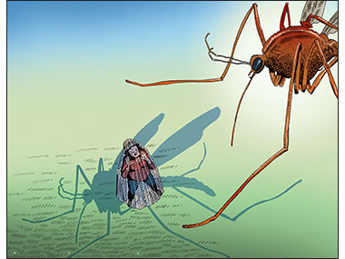 mosquito microcephaly virus health risk women