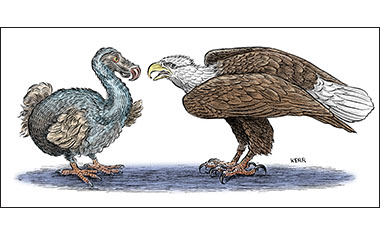 A dodo meets a eagle