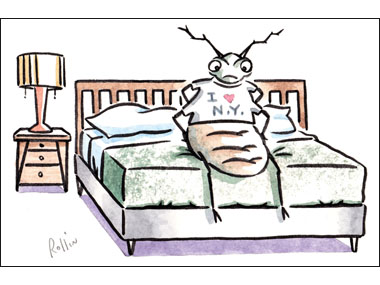 bed bugs